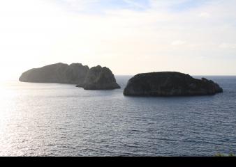 Recuentos de pardela balear