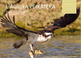 El águila pescadora en las Islas Baleares
