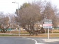 Tamarindos de Sa Porrassa