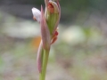 Serapias parviflora Parl.