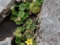 Sibthorpia africana L.