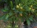 Brassica balearica Pers.