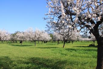 <p>Prunus dulcis</p>