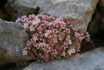 <p>Sedum</p>