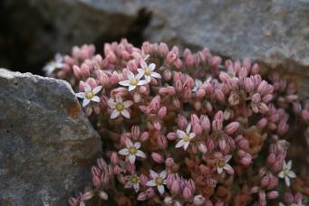 <p>Sedum</p>