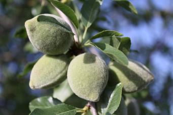 <p>Prunus dulcis</p>