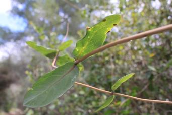 <p>Lonicera implexa</p>