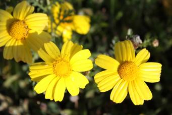 <p>Chrysantemum coronarium</p>