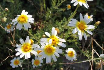<p>Chrysantemum coronarium</p>