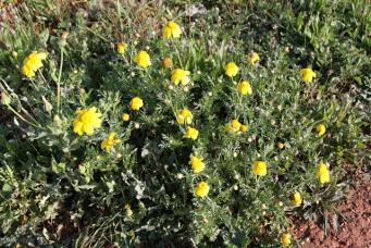 <p>Chrysantemum coronarium</p>