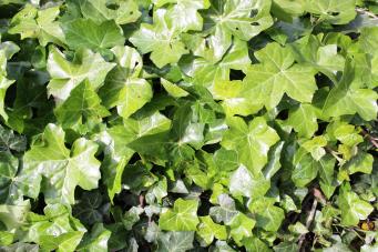 <p>Hedera helix</p>