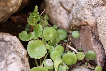 <p>Umbilicus gaditanus</p>