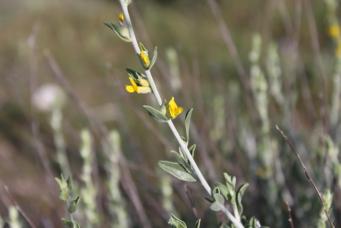 <p>Anthyllis cytisoides</p>