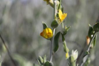 <p>Anthyllis cytisoides</p>