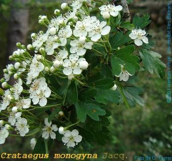 <p>Crataegus monogyna Jacq. (Flor) Fotograf&iacute;a http://herbarivirtual.uib.es</p>