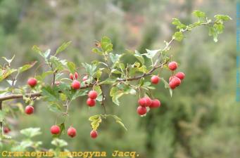 <p>Crataegus monogyna Jacq. (Fruto) Fotograf&iacute;a http://herbarivirtual.uib.es</p>