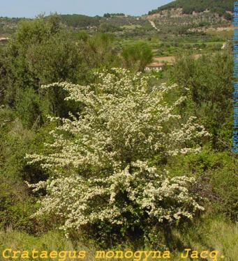 <p>Crataegus monogyna Jacq. Fotograf&iacute;a http://herbarivirtual.uib.es</p>