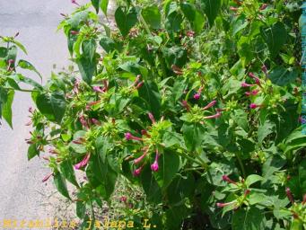 <p><em>Mirabilis Jalapa L</em>. Fotografia: http://herbarivirtual.uib.es</p>