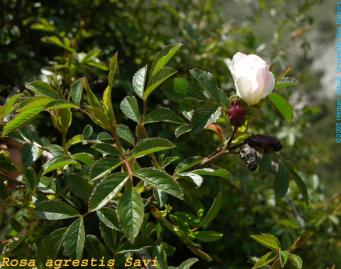 <p><em>Rosa agrestis.</em>&nbsp;Fotograf&iacute;a: http://herbarivirtual.uib.es</p>