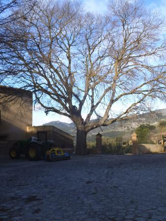 <p>Almez de&nbsp;Valldurgent //&nbsp;<em>Celtis australis</em></p>