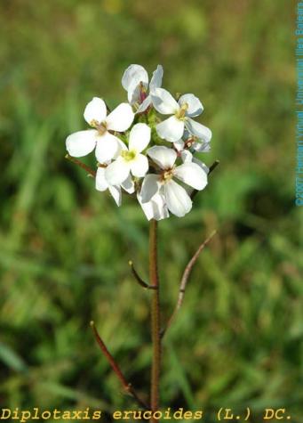 <p><em>Diplotaxis erucoides L. (DC).</em>&nbsp;Fotograf&iacute;a: http://herbarivirtual.uib.es</p>
<p>&nbsp;</p>