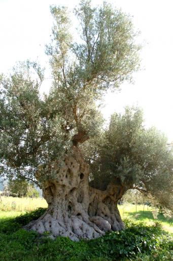 <p>La Reina,&nbsp;<em>Olea europaea L. europaea</em></p>