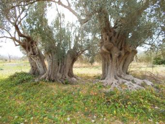 <p>Las cinco hermanas,&nbsp;<em>Olea europaea L. europaea</em></p>