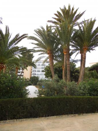 <p>Palmera de ocho pies,&nbsp;<em>Phenix canariensis Hart ex chabaut</em></p>