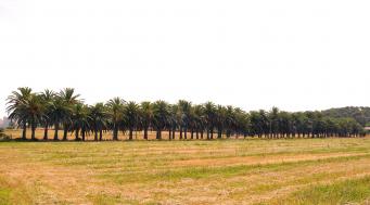 <p>Palmeras de&nbsp;Can Trujillo,&nbsp;<em>Phenix canariensis Hart ex chabaut</em></p>