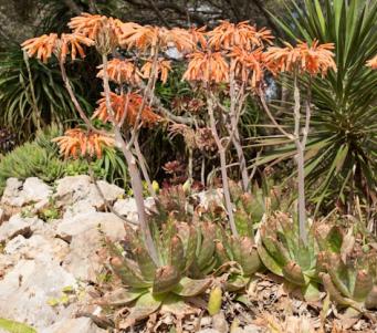 <p><em>Aloe maculata</em></p>
