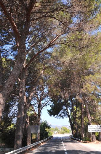 <p>Pinos de la carretera, &nbsp;<em>Pinus halepensis</em></p>