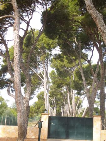 <p>Pino de Bendinat,<em> Pinus halepensis</em></p>
