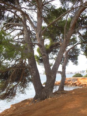 <p>Pino de&nbsp;Punta Negra,&nbsp;<em>Pinus halepensis</em></p>