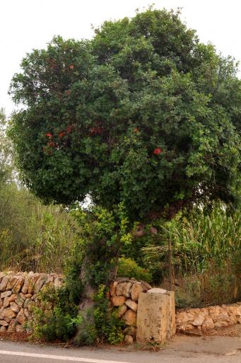 <p>Lentiscus de Son Ferrer,&nbsp;<em>Pistacia lentiscus</em></p>