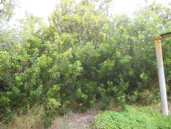 <p>Lentiscus de Ses Illetes,&nbsp;<em>Pistacia lentiscus</em></p>