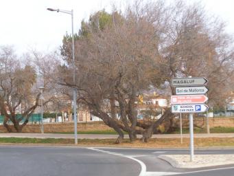 <p>Tamarindos&nbsp;de&nbsp;Sa Porrassa,&nbsp;<em>Tamarix canariensis wild</em></p>