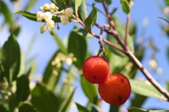 <p>Fruto del madro&ntilde;o</p>