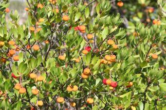 <p>Imagen del madro&ntilde;o con sus frutos</p>