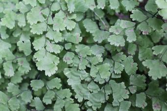 <p>Adiantum capillus-veneris</p>