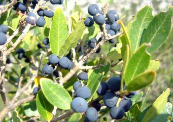 <p>Phyllirea latifolia</p>