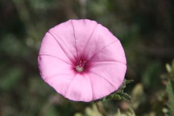 <p>Convolvulus althaeoides</p>