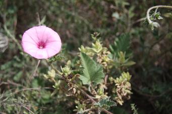 <p>Convolvulus althaeoides</p>