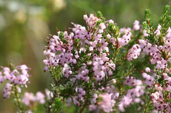 <p>Erica multiflora</p>