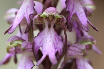 <p>Himanthoglossum robertianum</p>