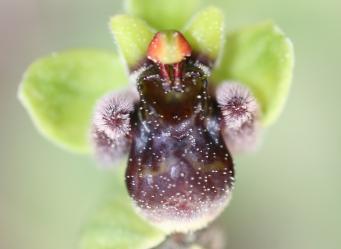 <p>Ophyrs&nbsp;bombiliflora</p>