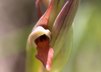 <p>Serapias lingua</p>