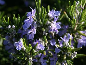 <p>Rosmarinus officinalis</p>