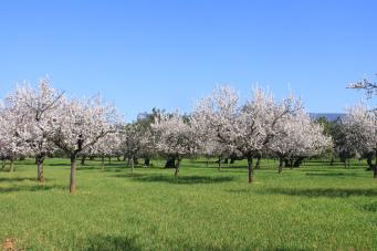 <p>Prunus dulcis</p>