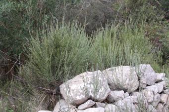 <p>Anthyllis cytisoides</p>