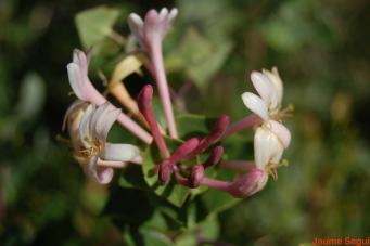 <p><em>Lonicera implexa ait.</em>,&nbsp;foto Jaume Segu&iacute;.</p>